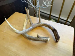 Antlers