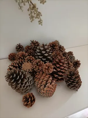 Pommes des pins des Landes