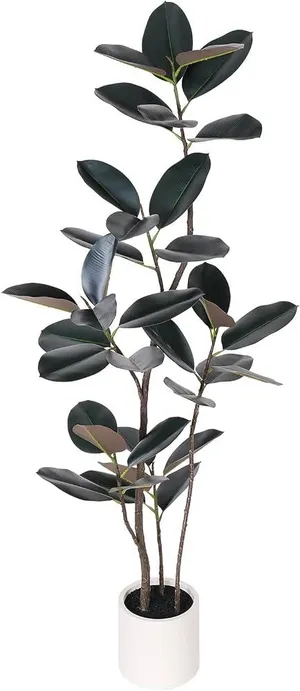 Light Brown Rubber plant ficus elastica 6ft 