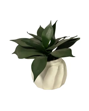 Aloe Planter
