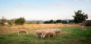 Farm