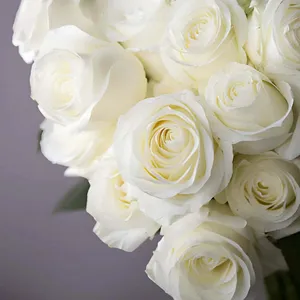 Fresh Roses