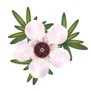 Midwife Collection (Ōtautahi Midwives Clients)