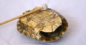 Caparazón de Tortuga de dos Tonos
