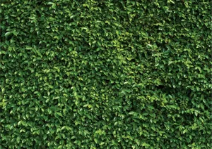 Greenery Wall