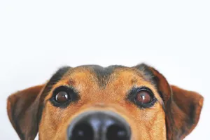 Pet Fee
