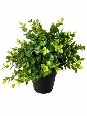 Faux Potted Boxwood