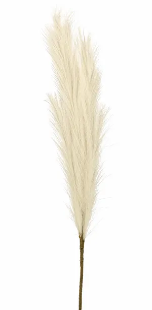 Cream Pompous Grass