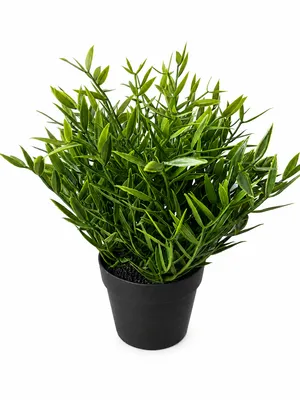 Faux Potted Ruscus