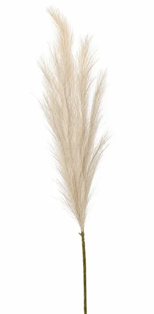 Beige Pompous Grass