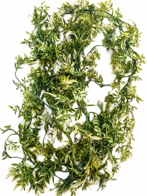 Ruscus Garland