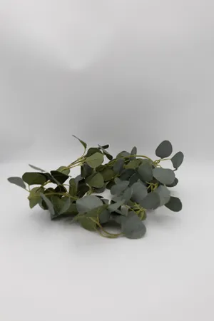 Eucalyptus (Greenery)