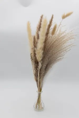 Pampas Grass