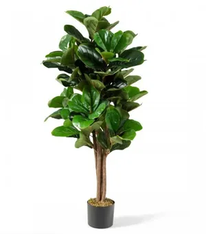 5' Fig Tree