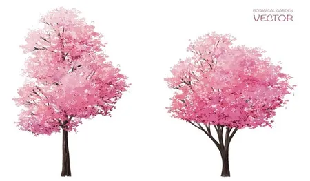 Cherry Blossom Trees