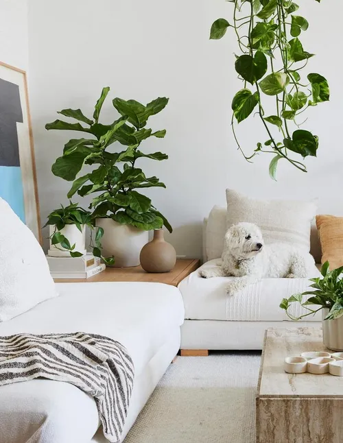 Large Fiddle Leaf 