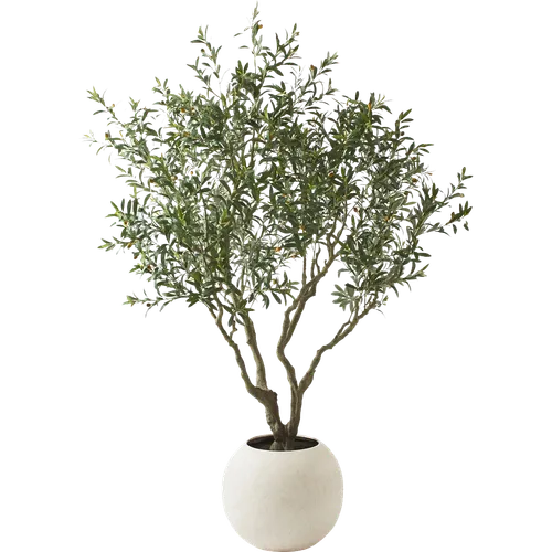 KATRIN Big Olive Tree