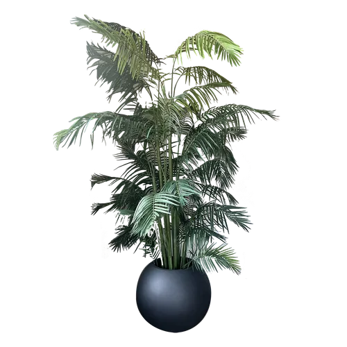 KATRIN XL Palm Tree + Blk XL Sphere Planter