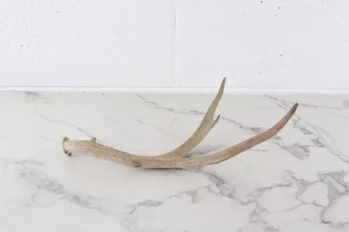 Antler