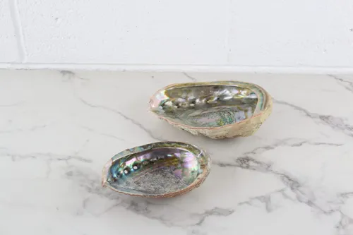 Abalone Shell Dish