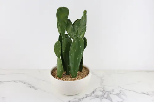 Faux Plant No. 61