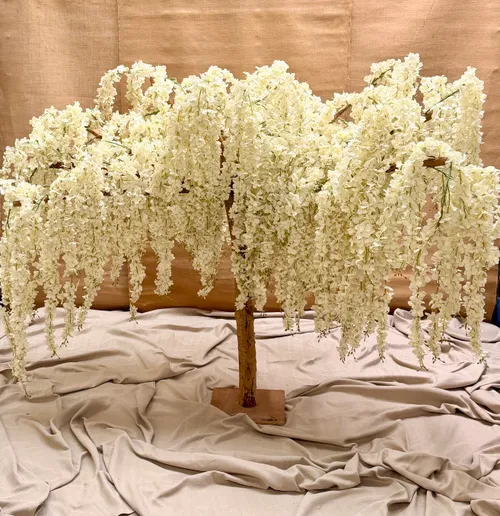 White Wisteria Tree