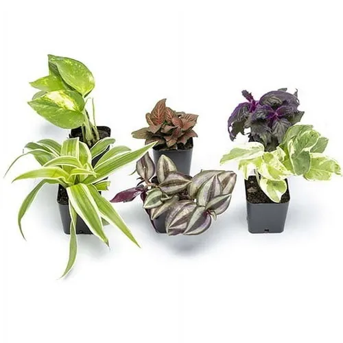 Live plant set