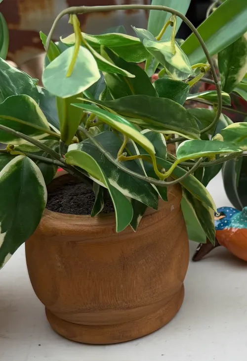 Wood planter with faux Philodendron Silver Stripe plant - small