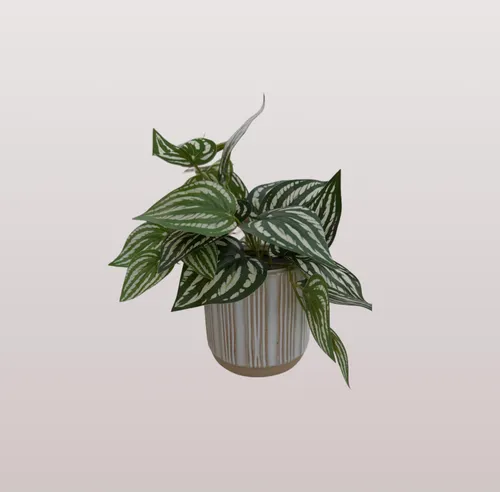 small desk plant variegated in ceramic beige pot