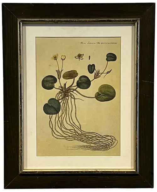 Aquatic Plant In Green Frame