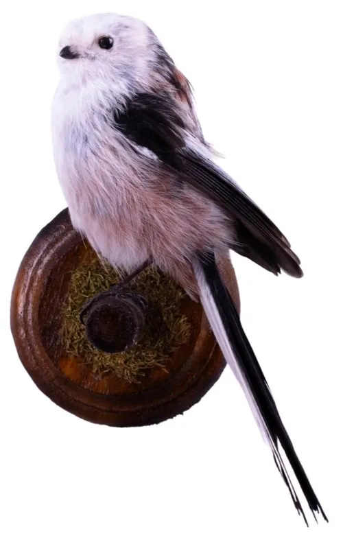 Taxidermy Bushtit Bird On Wood Wall Mount Base
