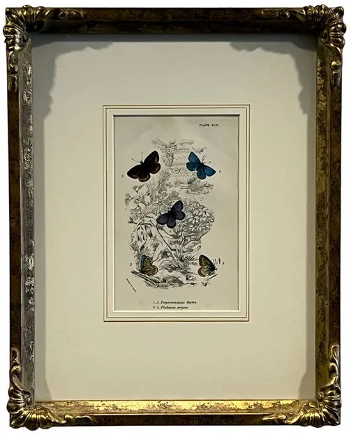 Butterfly Illustration II In Ornate Gold Frame