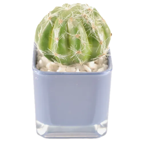 Artificial Green Tomato Cactus In Blue Square Glass Pot