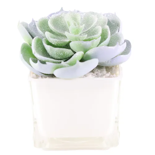 Artificial Sparkling Lovely Rose Succulent In Square White Glass Pot