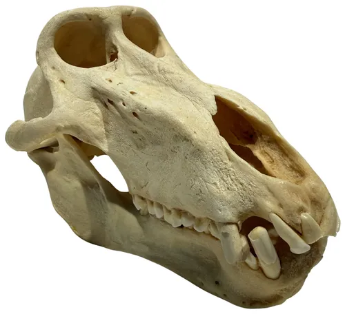 Natural Chacma Baboon Monkey Skull