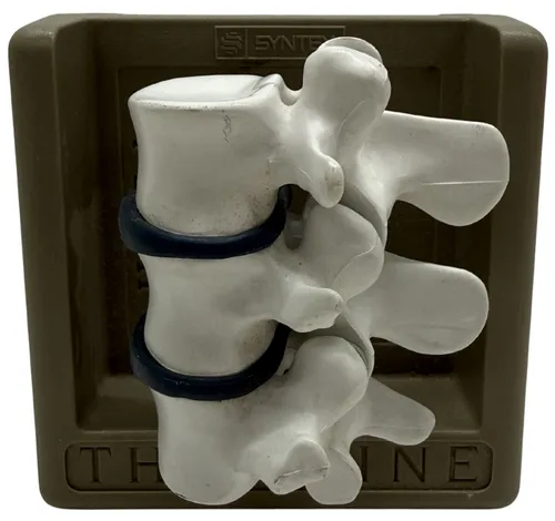 Human Spine Model