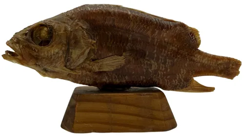 Natural Preserved Piranah Fish On Wood Base