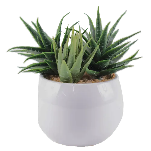 Artificial Fairy Washboard Succulent Plant In White Ceramic Pot