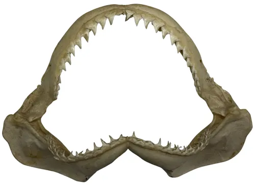 Natural Preserved Bull Shark Jaw