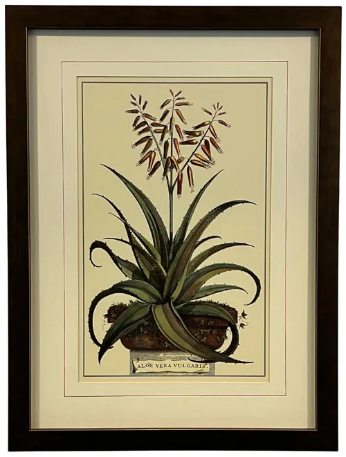 Aloe Illustration In Copper Frame