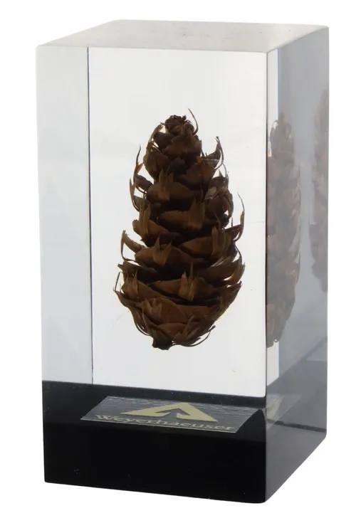 Natural Pine Cone In Lucite Cube