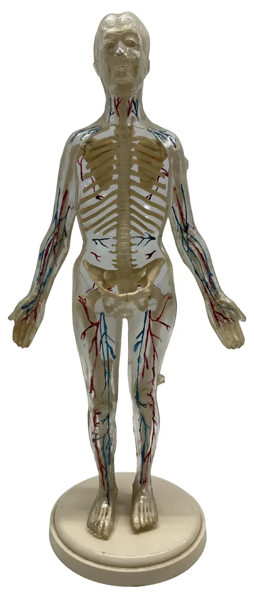 Visible Human Model