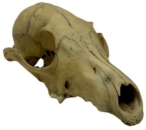 Natural Coyote Skull 