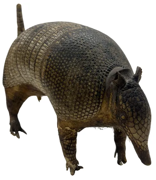 Taxidermy Standing Armadillo 