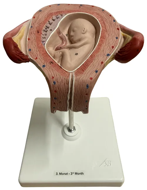 Three Month Human Embryo Pregnancy Model On White Base