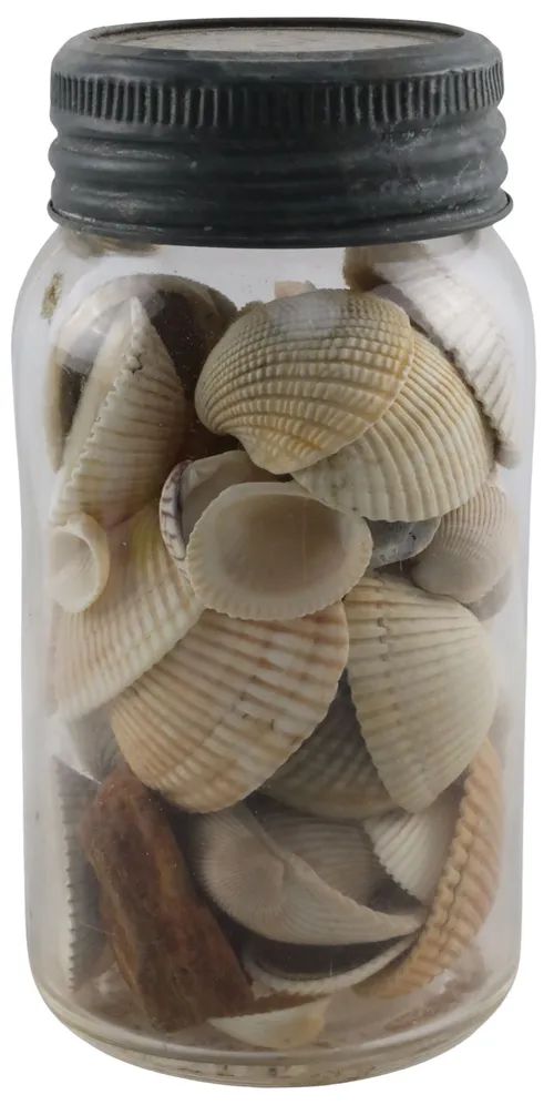 Antique Clear Jar With Sea Shells