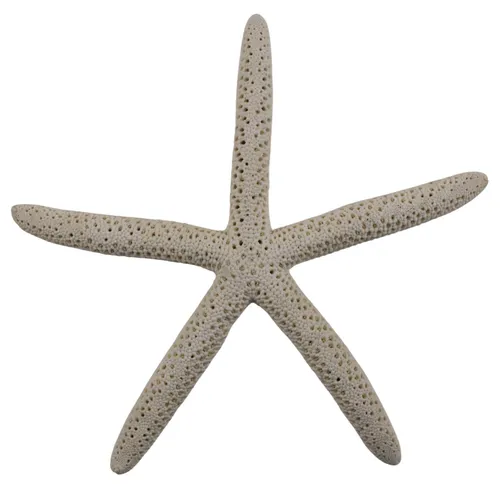 White Starfish With Holes