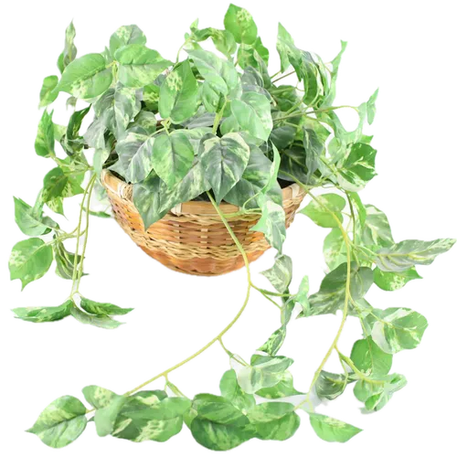 Artificial Golden Pothos In Wicker Basket