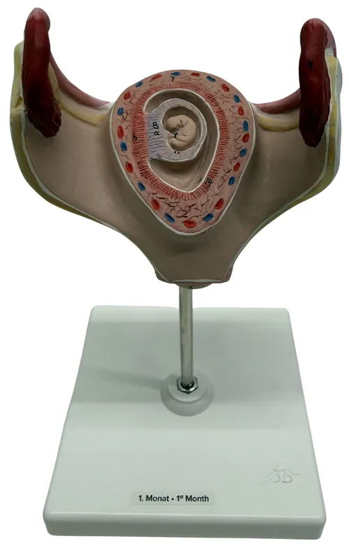 One Month Human Embryo Pregnancy Model On White Base