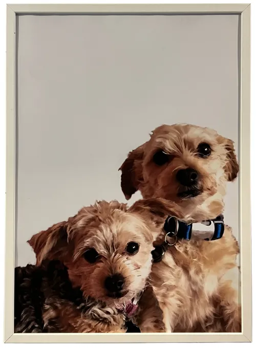 Yorkie Dogs In White Frame